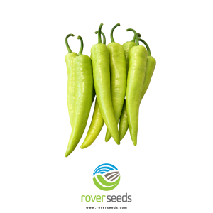 RVR 19840 F1 (DESTAN)